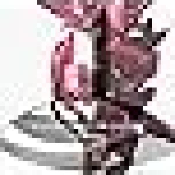 Calvin Klein Euphoria Perfume for Women Eau De Parfum 50ML